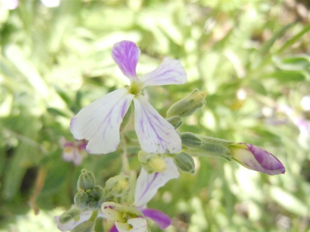 Brassicacea: Matthiola incana